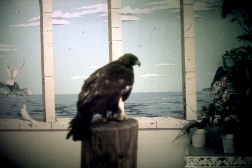 American Eagle in Milday's Boudoir