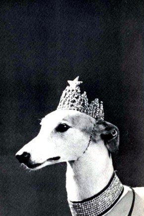 Lady Greyhound