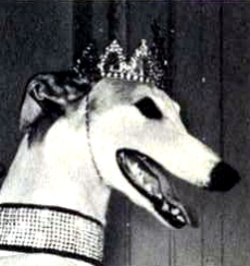 Lady Greyhound