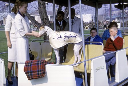 Lady Greyhound - Opening Day 1965